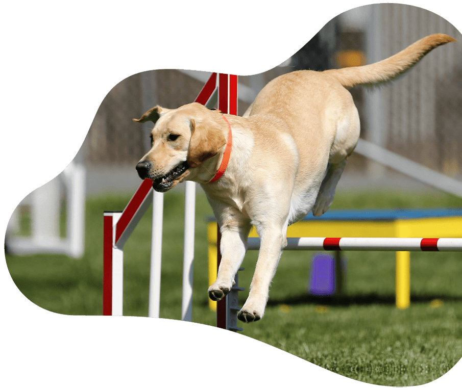 https://cscinofilo.it/wp-content/uploads/2019/08/dog_prices.png