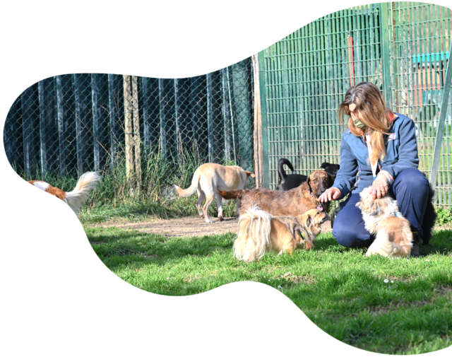 https://cscinofilo.it/wp-content/uploads/2021/03/pensione-e-asilo-diurno-per-cani-a-roma-640x505.png