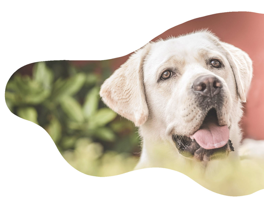 https://cscinofilo.it/wp-content/uploads/2021/03/pet-therapy-roma.png